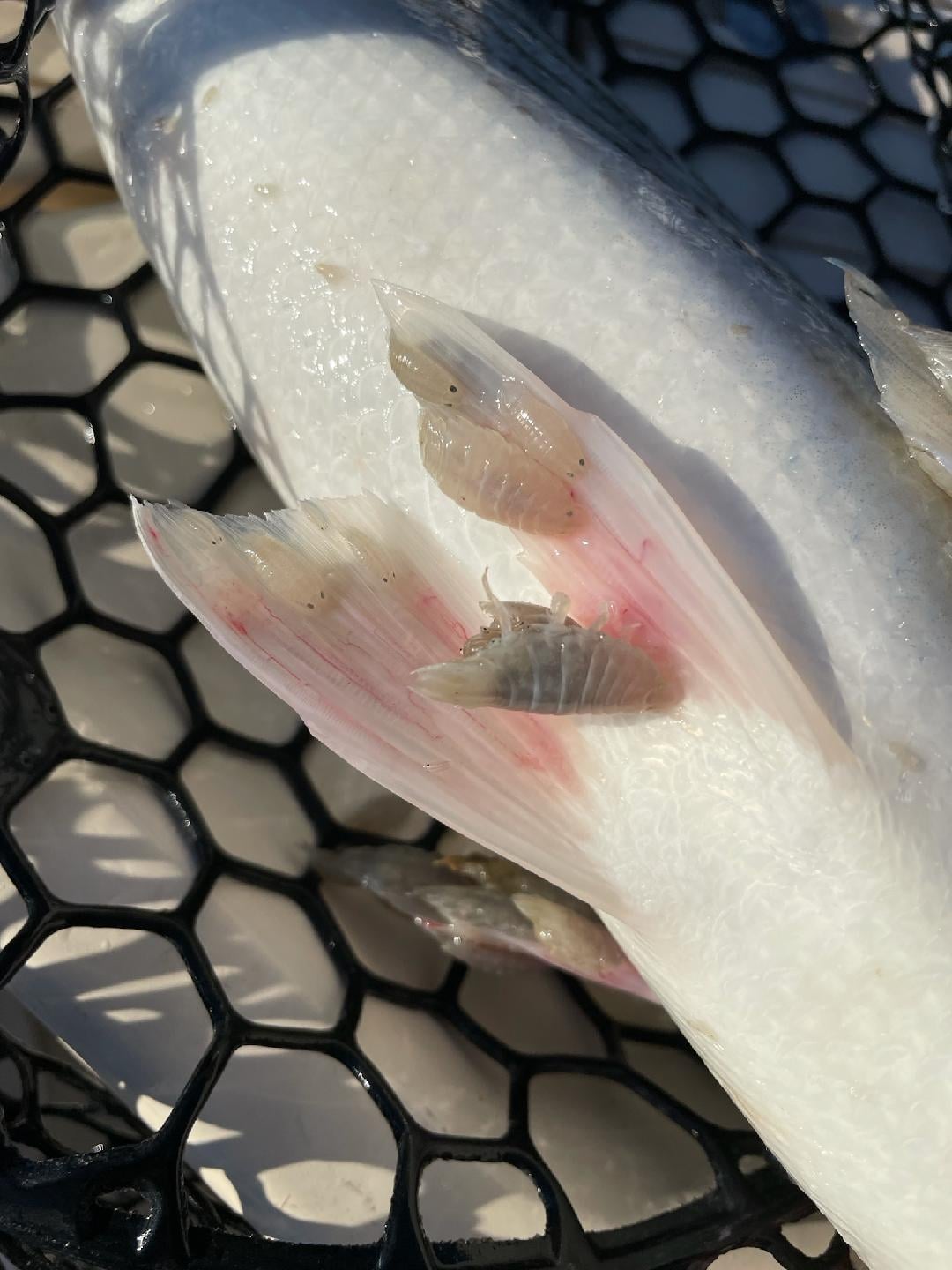 Unknown Parasite Latching onto Stripers, Other Fish
