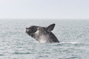 Right Whale Slow Zone in Effect off Ocean City