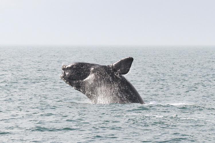 Right Whale Slow Zone in Effect off Ocean City