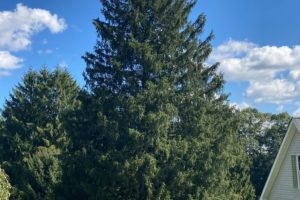 Rockefeller Tree Chosen from Upper Bay for the First Time