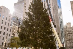 VIDEO: Rockefeller Christmas Tree Leaves Md. for Holiday Place of Honor