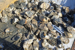 Tainted Oysters Affected by St. Mary's Sewage Spill Sicken People in Va.