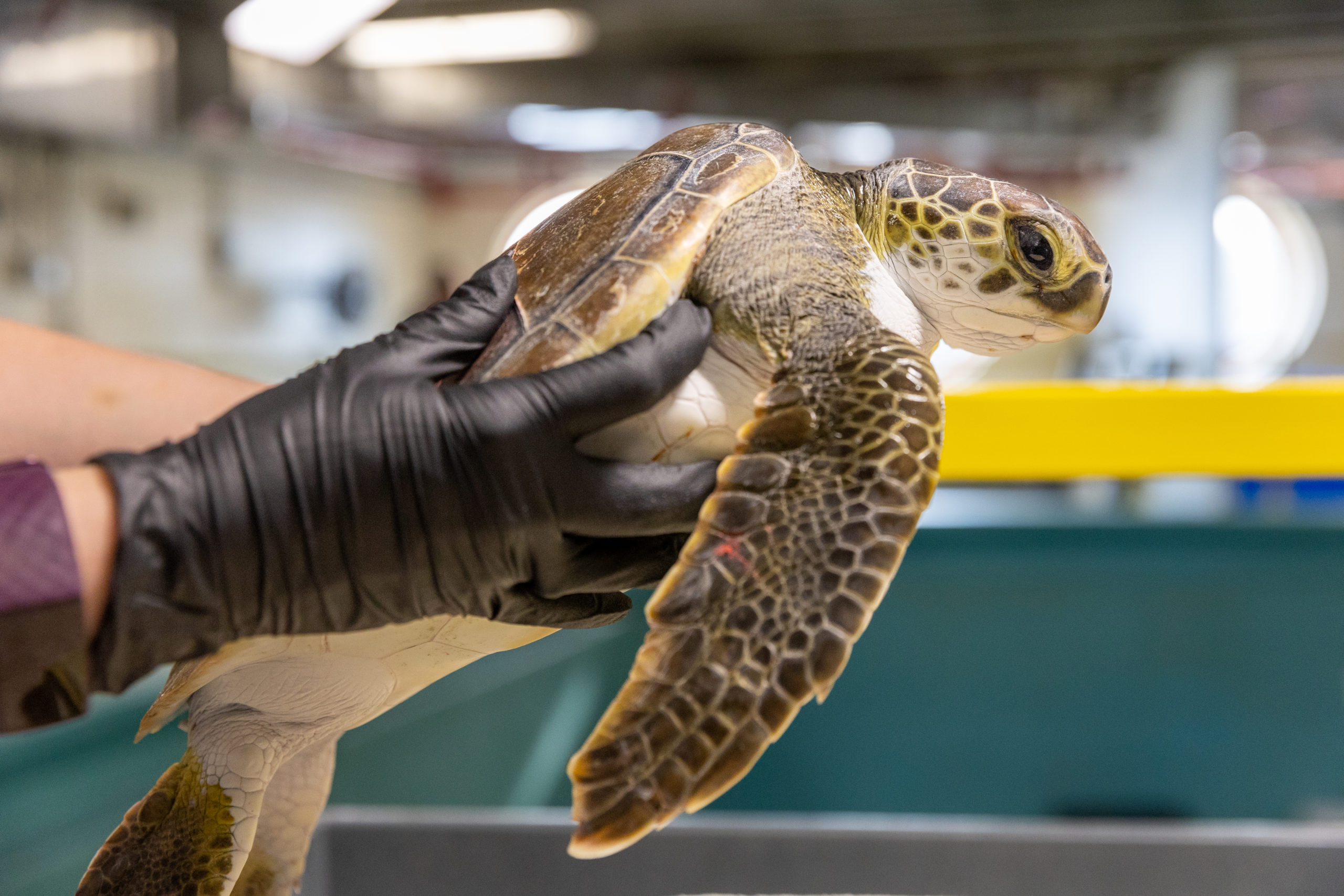 Aquarium Takes in 30 Cold-Stunned Sea Turtles
