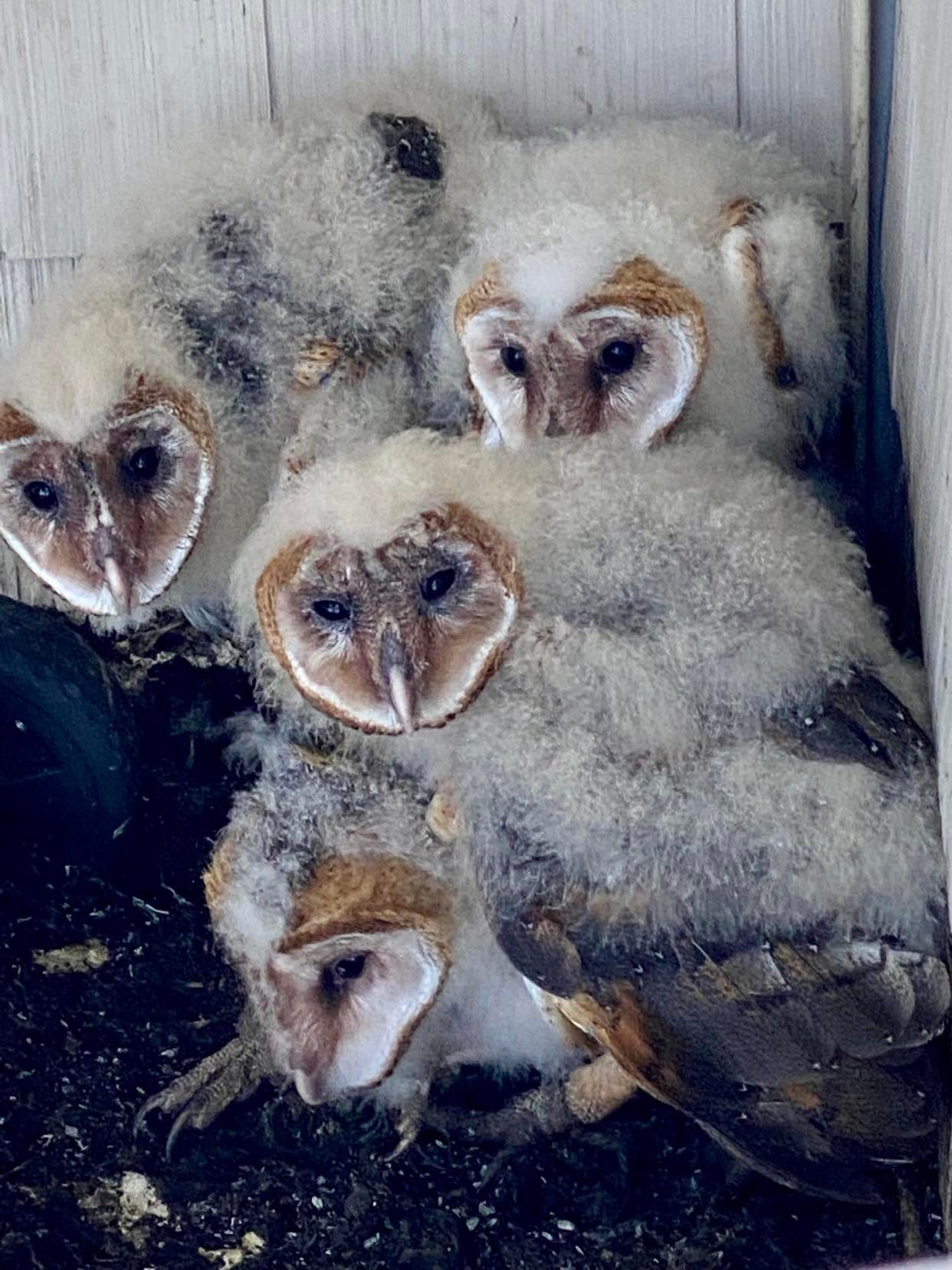 Baby Barn Owl