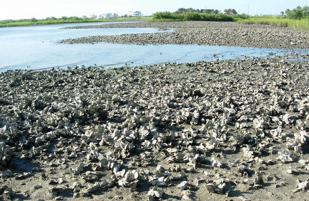 FL Oyster Reef Study Gives Chesapeake Clues