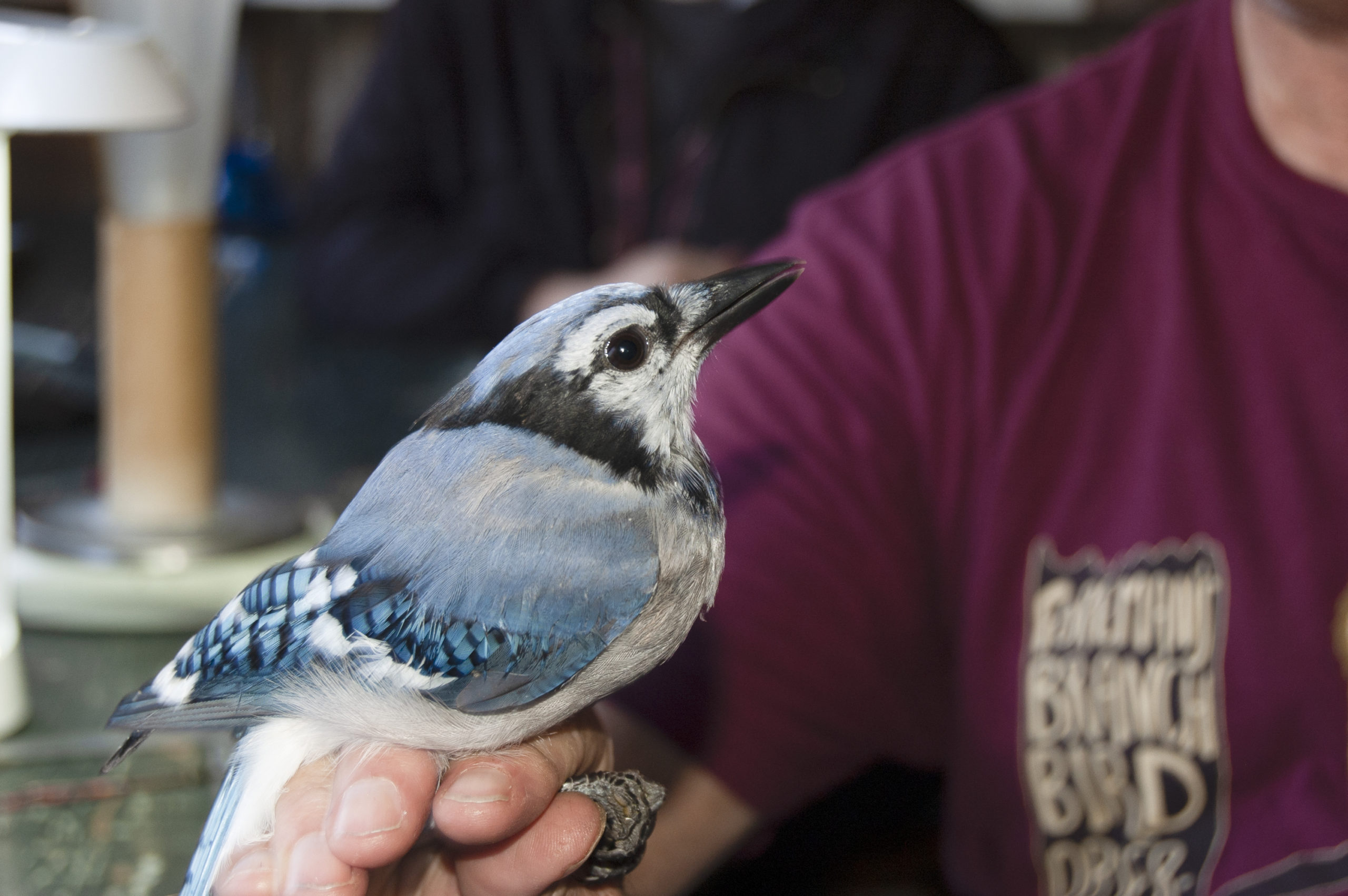 Beak of the Week: Identifying Washington's 'blue' jays