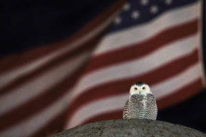 Snowy Owl Captivates Travelers at DC's Union Station