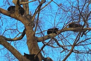 Bear Family Causes Stir in Hampton Roads Neighborhood