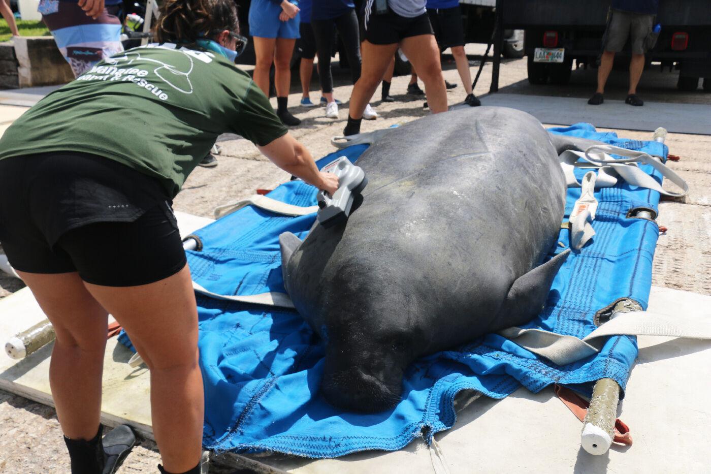 "Chessie" the Manatee Resurfaces after Apparent Gator Attack