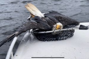 VIDEO: Search Party Stumbles on Bald Eagle in Distress, Saves its Life