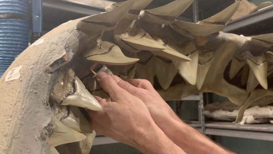 VIDEO: Megalodon Jaws Rebuilt at Marine Museum