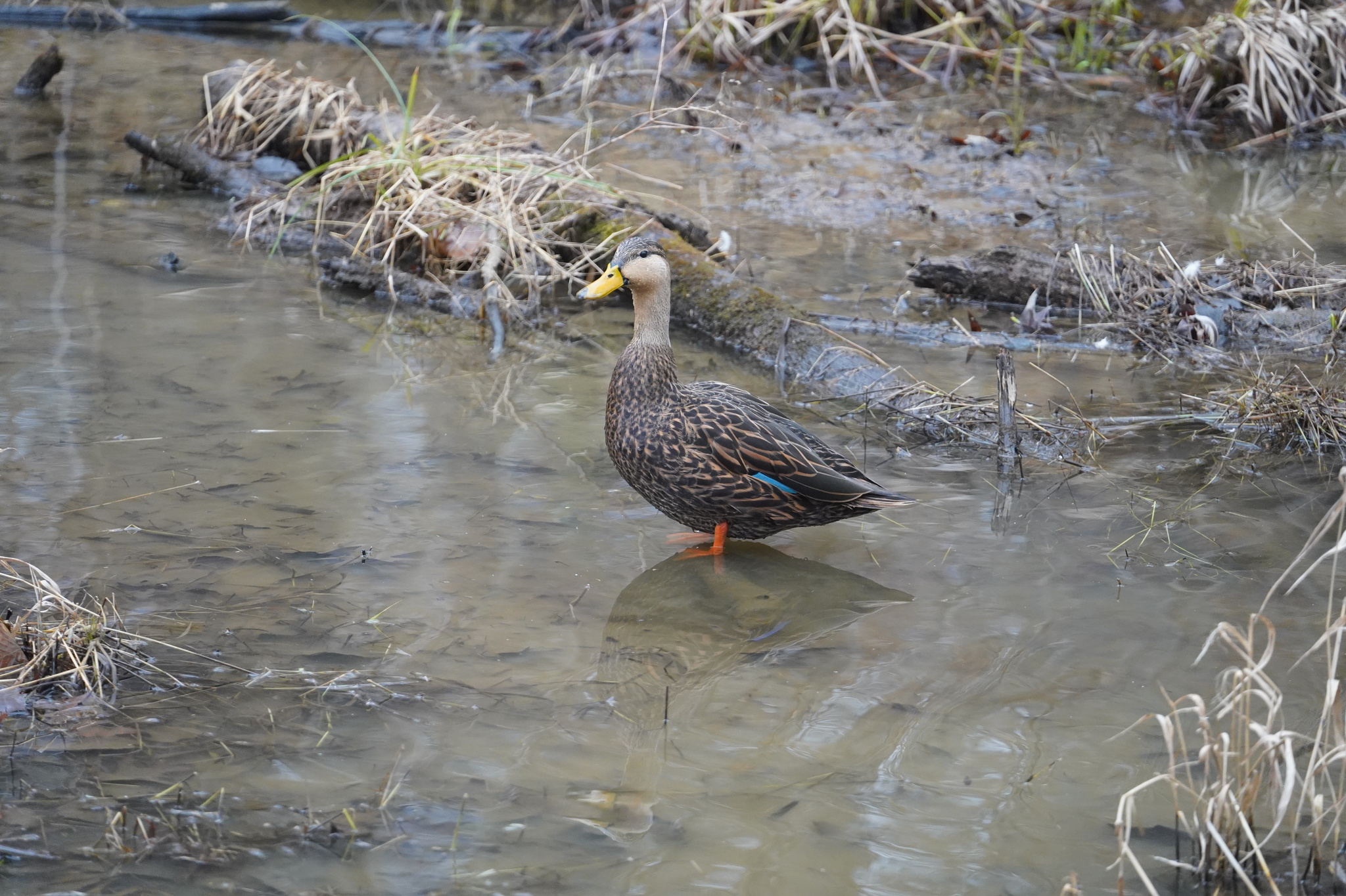 Not a Mallard: Lookalike Duck Species Spotted in Md. for 1st Time