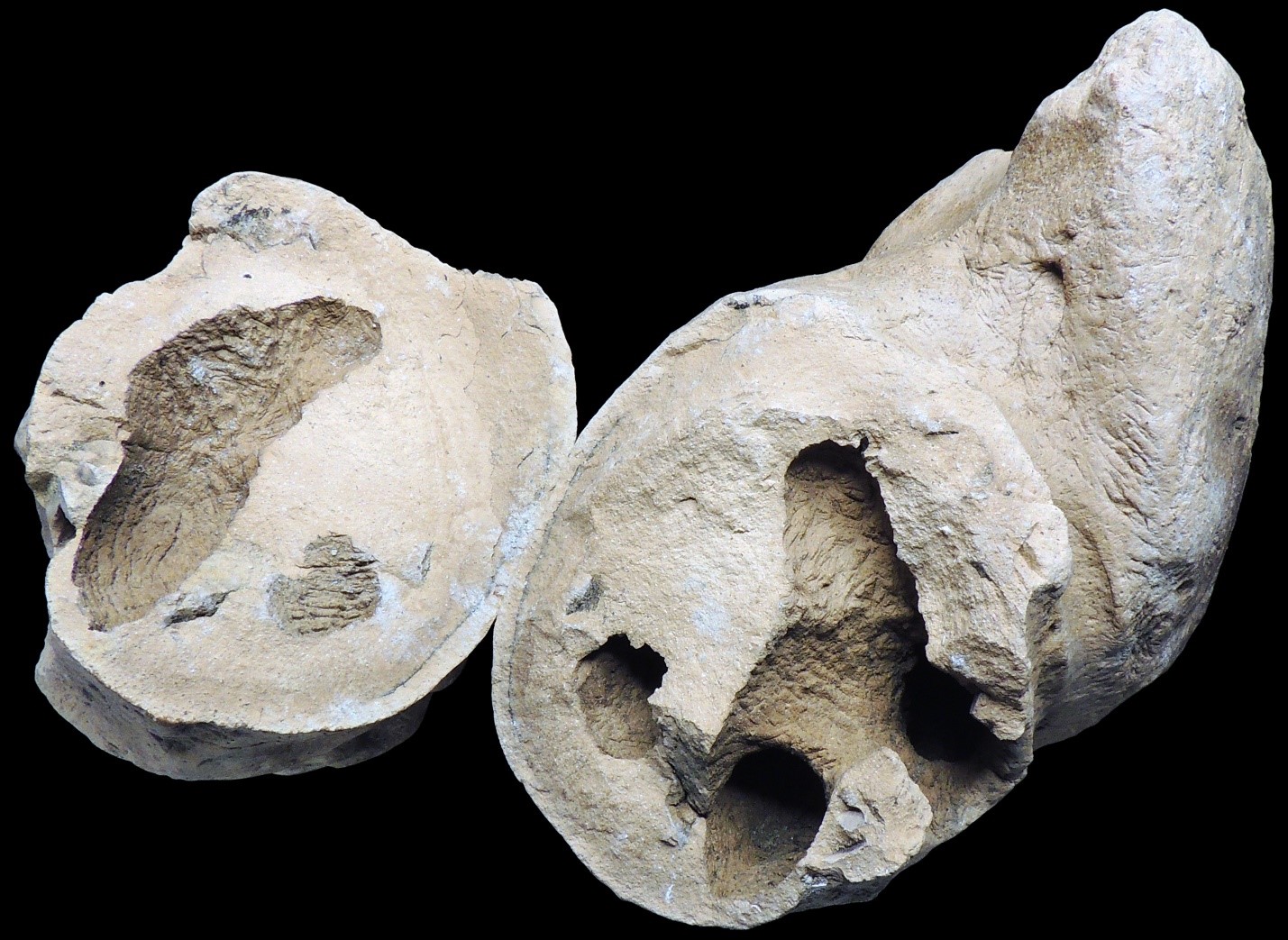 Prehistoric, Fossilized Poop Discovered at Calvert Cliffs | Chesapeake Bay  Magazine