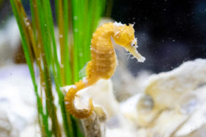 Saddle up with the Bay's Tiny Seahorses