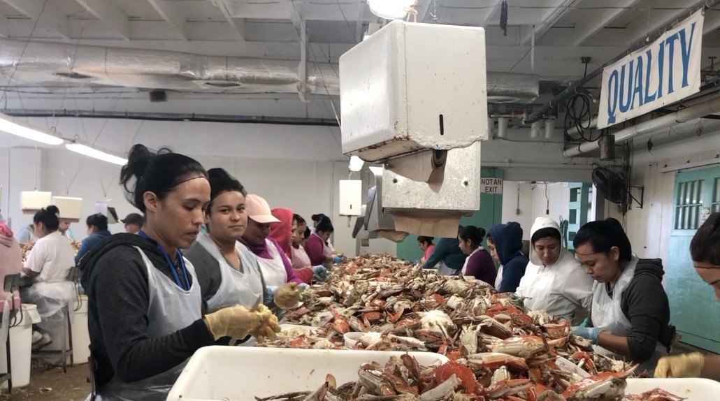 VIDEO: Worker Shortage Cripples Eastern Shore Crab Packing Houses