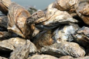 Kent Narrows Opens for Oyster Harvesting Thanks to Improved Water Quality
