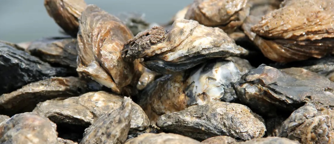 Kent Narrows Opens for Oyster Harvesting Thanks to Improved Water Quality