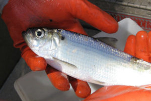 Herring Detectives Gather Clues at Fish Passages