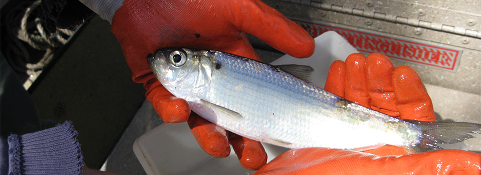 Herring Detectives Gather Clues at Fish Passages