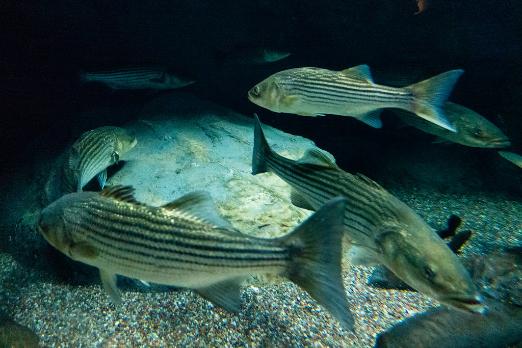 Public Hearings Planned for Coastwide Striped Bass Changes