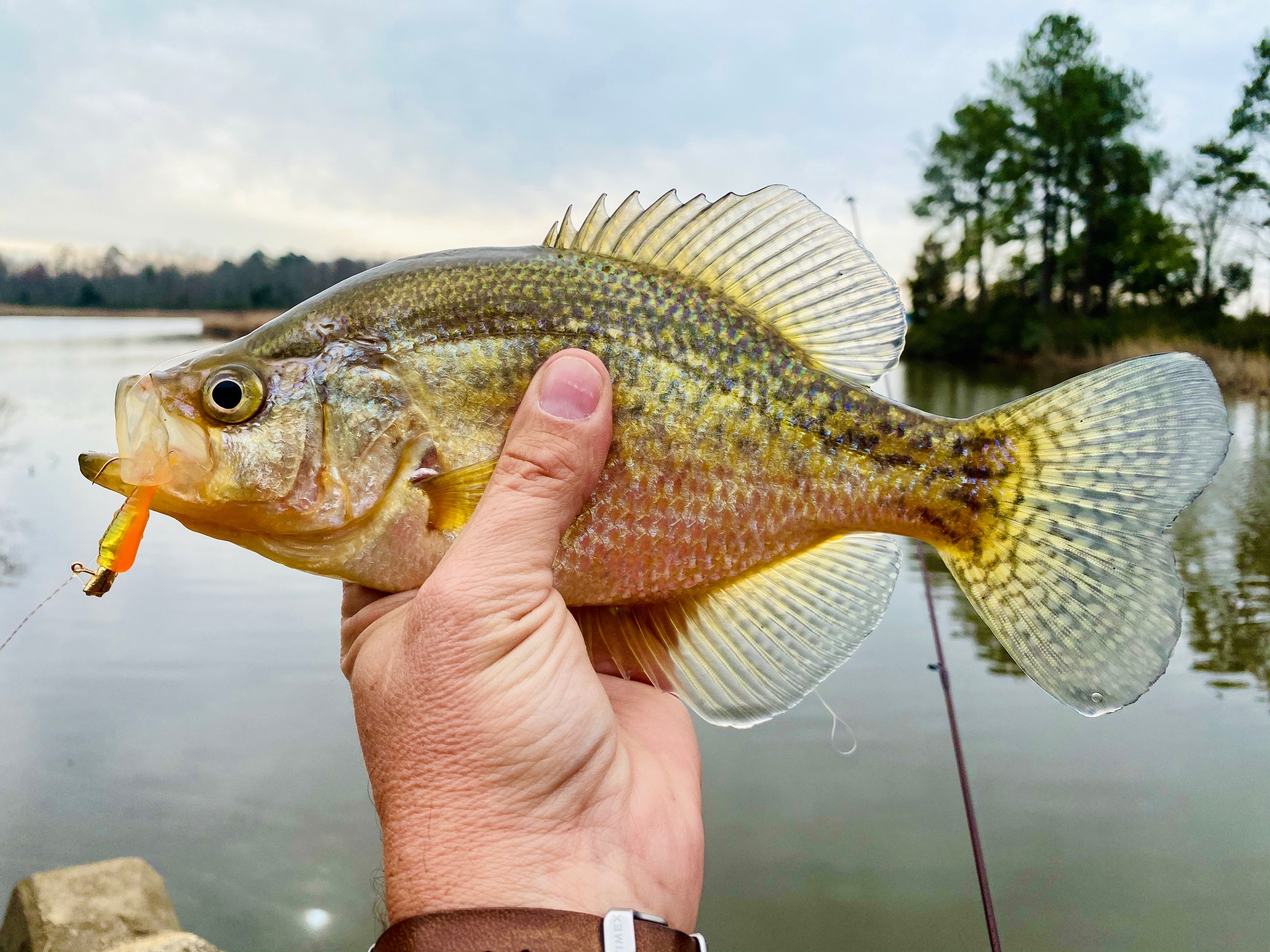 Spring is coming, and so are the panfish