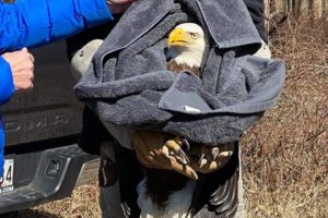 VIDEO: Eagle Rescued from Bay is Released in Emotional Ceremony