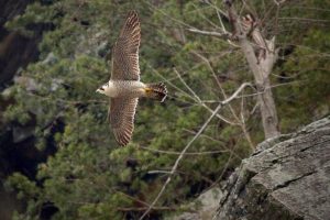 Harpers Ferry's Return of Long-Lost Peregrine Falcons Prompts Closures