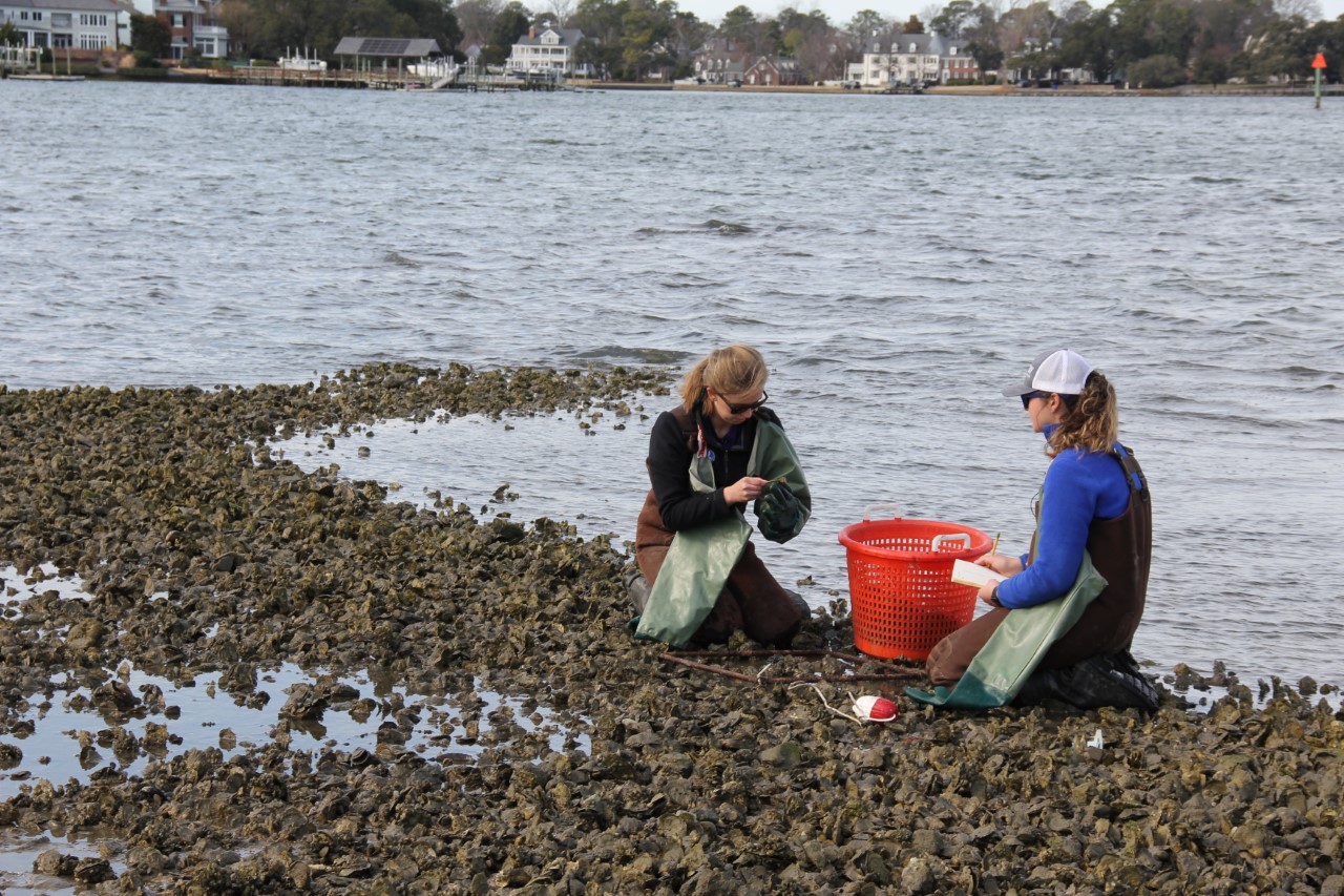 Lafayette Oyster Reef Recovery Sees Explosive Success