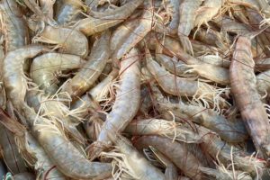 Bill Would Move Md. Closer to Commercial Shrimp Fishery