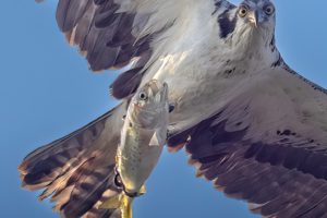 1st Osprey Festival to be Held in Southern Md.