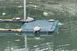 First "Turtle Island" Comes to Baltimore Harbor