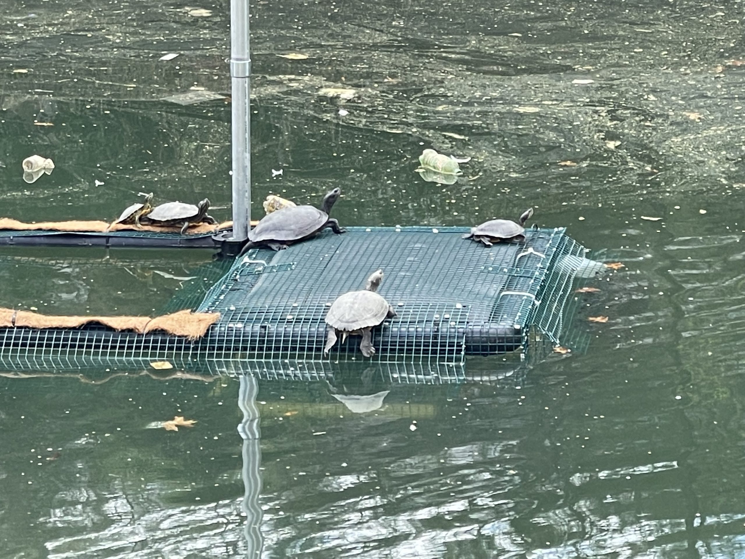 First "Turtle Island" Comes to Baltimore Harbor