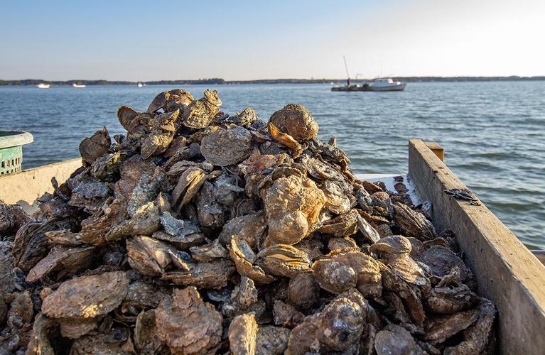 Md. Oyster Harvest Reaches 35-Year High