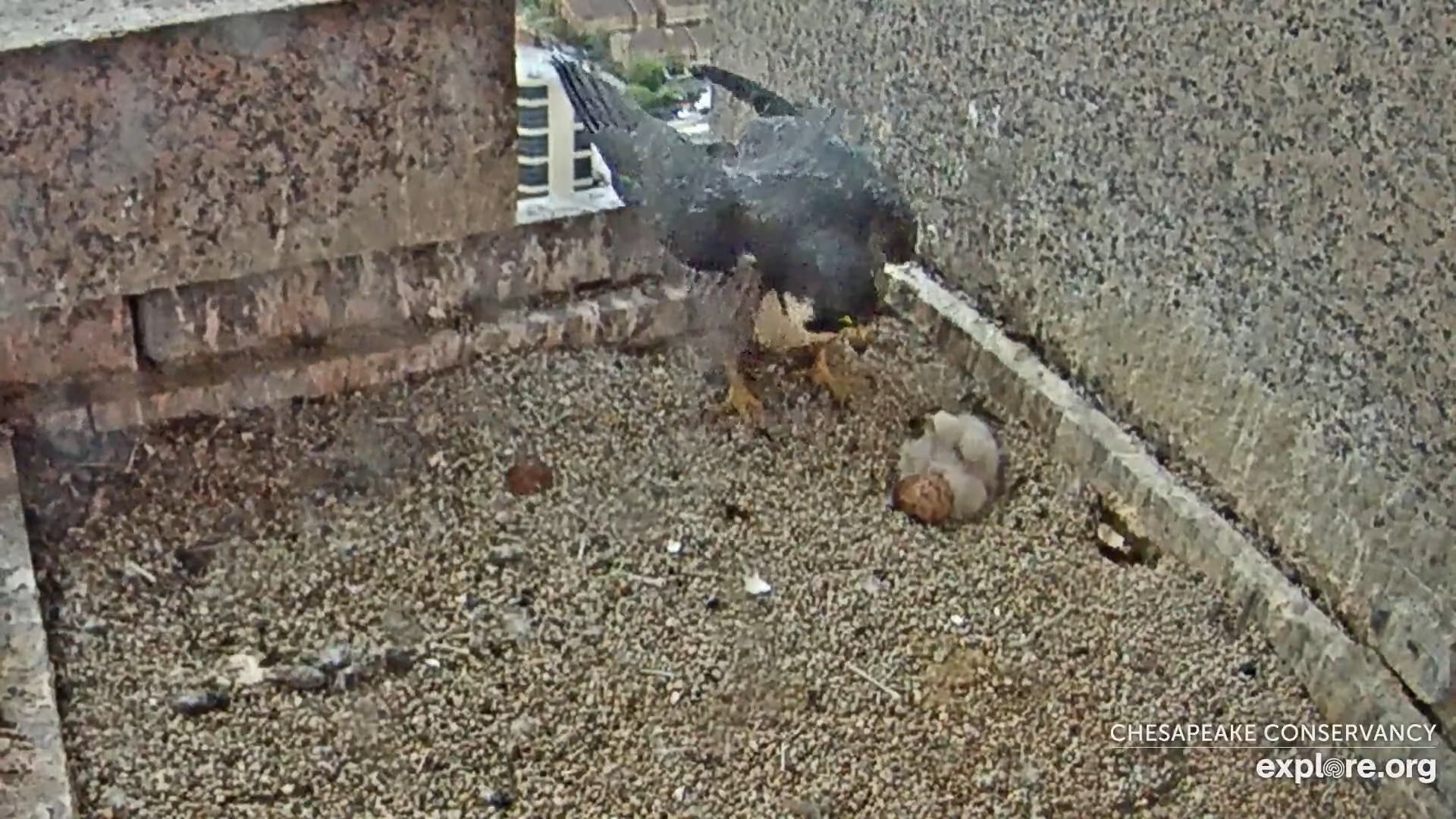 Bay Bird Baby Boom: Webcam Viewers on Egg Watch
