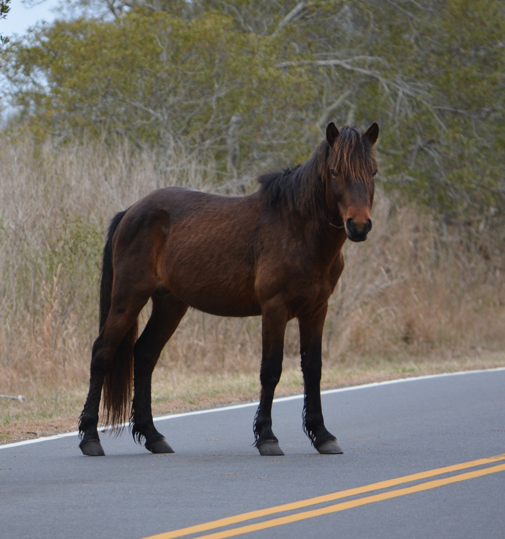 Aggressive, Food-Conditioned Horse Removed from Assateague