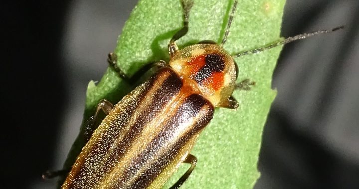 Endangered Status Deadline Set for Bay-Region Firefly, Monarch Butterfly