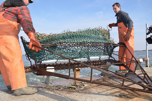 Blue Crab Population at Record Low, Dredge Survey Finds