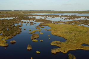 $3 Million Wetlands Funding to Protect Delmarva Bird Habitat