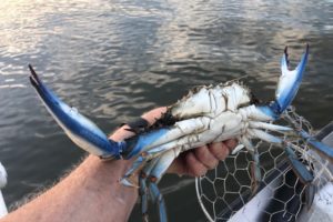 Va., Md. Officially Adopt New Crab Harvest Limits