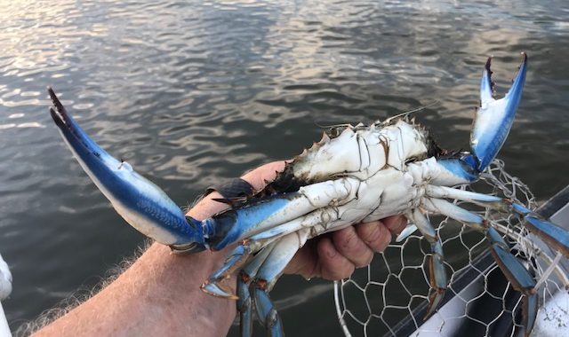 Va., Md. Officially Adopt New Crab Harvest Limits