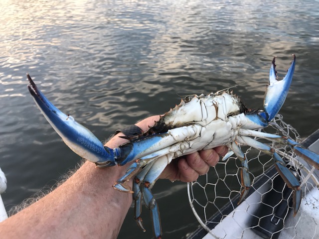 Blue Crab Fishing