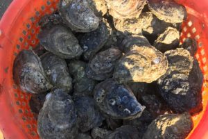 Southern Md. Seafood Sellers Face 100 Charges of Illegal Oyster Activity