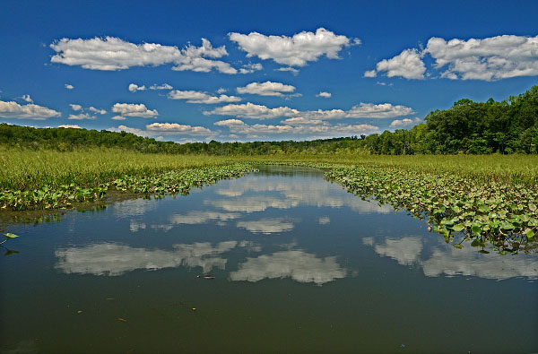 Va. Preserve Gains 59 Acres of Protected Forest Wetlands