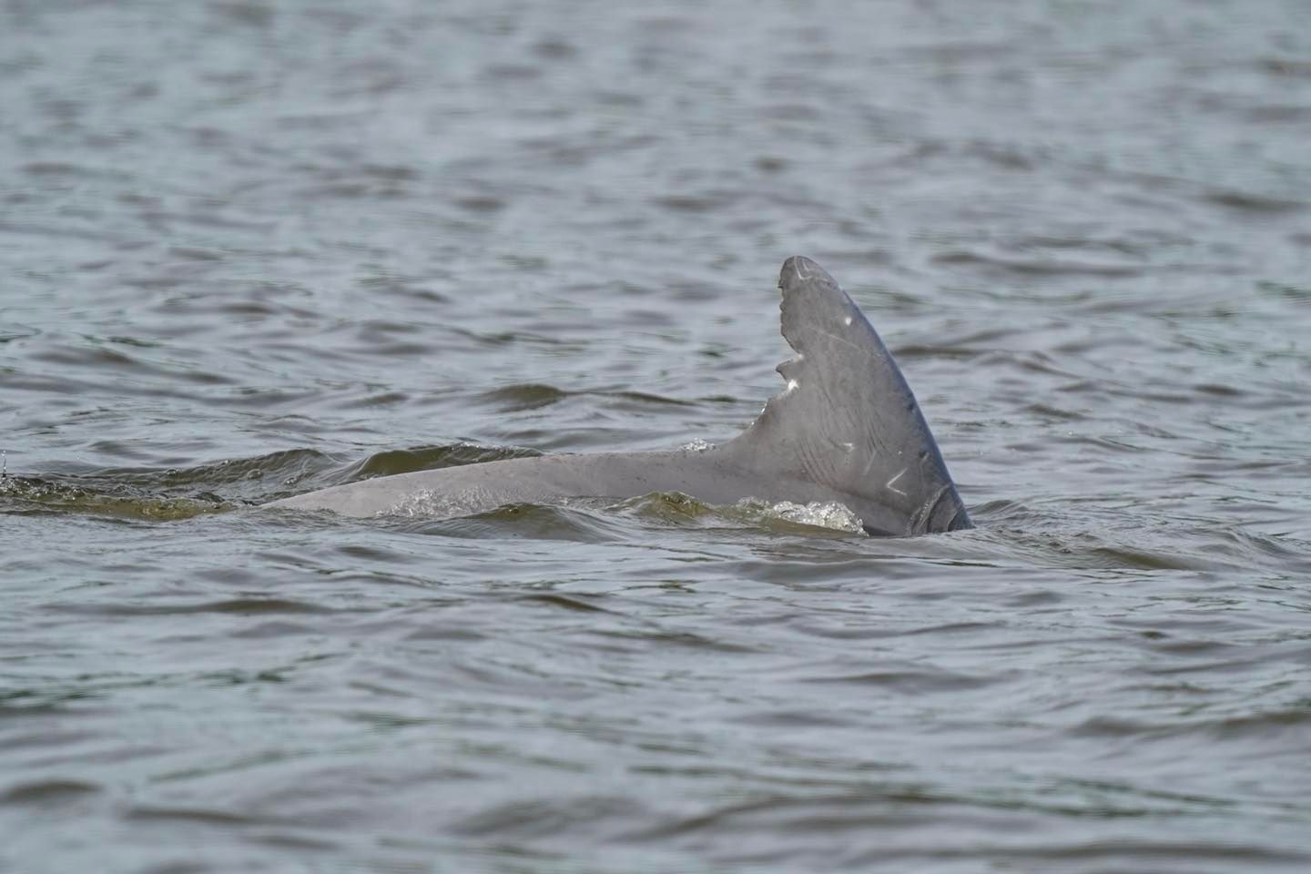 VIDEO: Dolphins Spotted Further Up Bay Tributaries this Summer