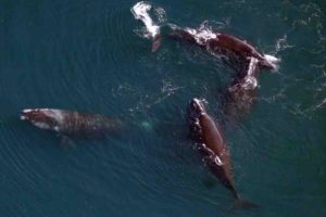 Whale-Sensing Buoy Deployed off Norfolk to Reduce Vessel Strikes