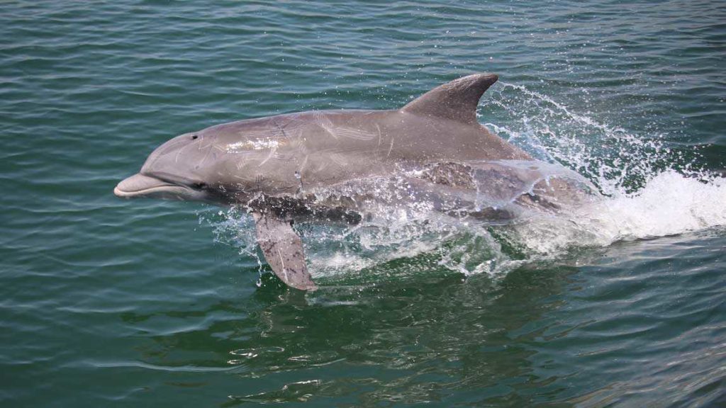 explorer dolphin tour virginia beach