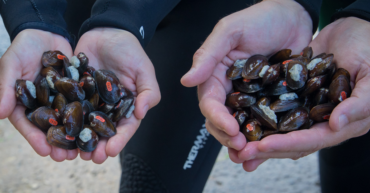 1st Spinymussels in James River Since 1960s