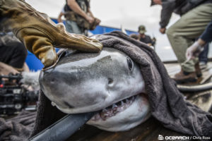 Win a Chance to Join Atlantic Great White Shark Expedition