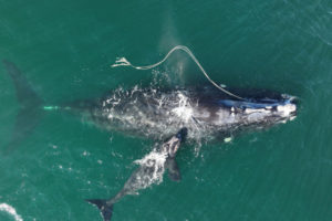 New East Coast Speed Limits Proposed to Protect Right Whales