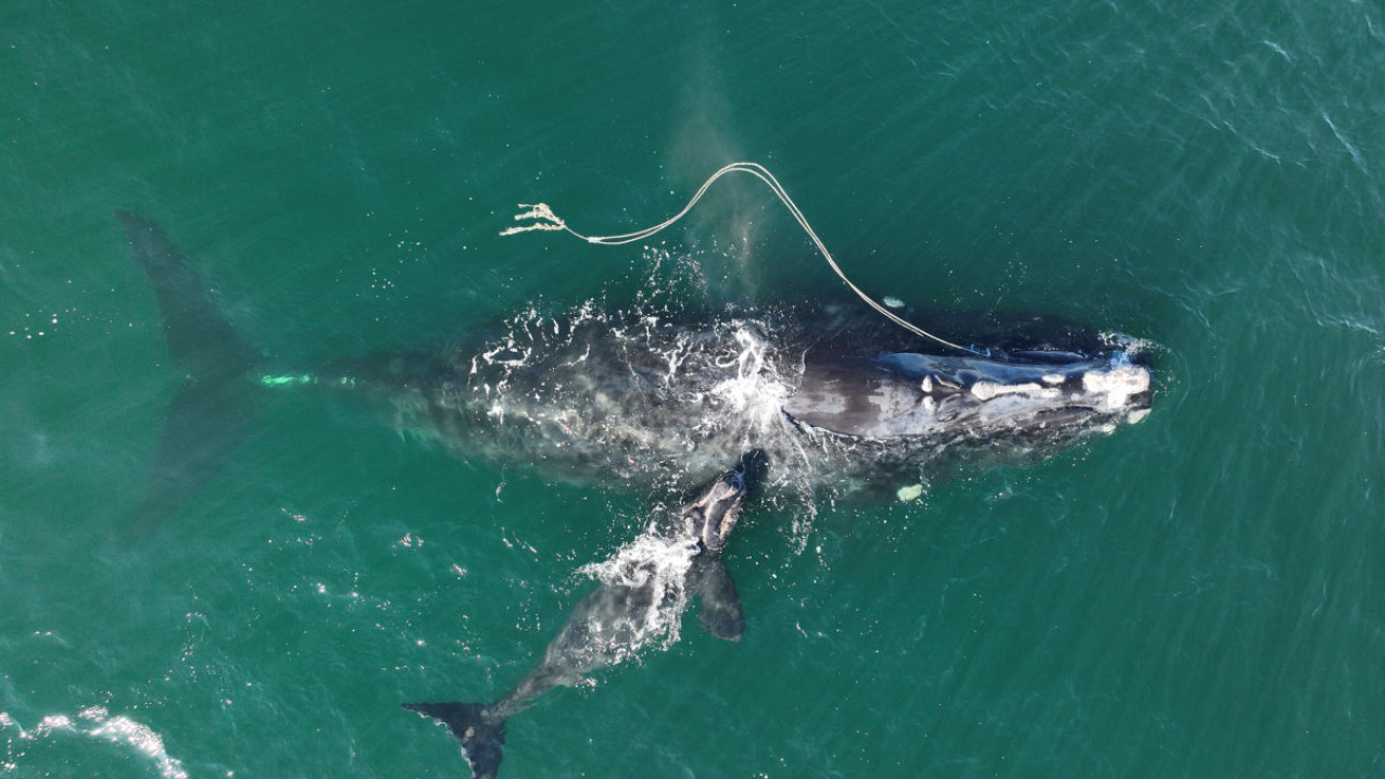 New East Coast Speed Limits Proposed to Protect Right Whales